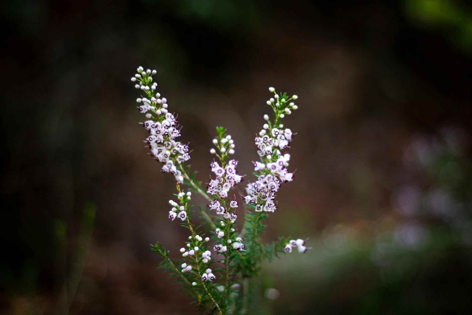Las Cuatro Ramas de la Ética: Qué son y cómo influyen en tu vida diaria 2 Ética Descriptiva