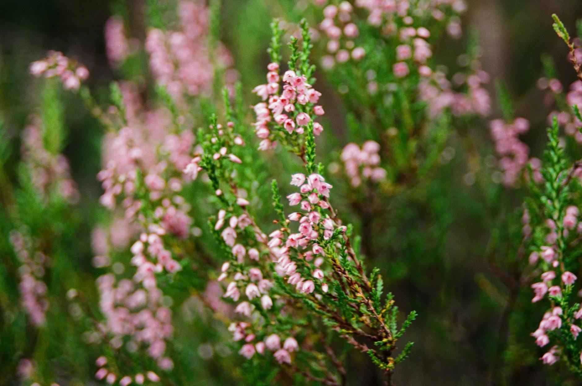 Las Cuatro Ramas de la Ética: Qué son y cómo influyen en tu vida diaria 3 Ética Aplicada