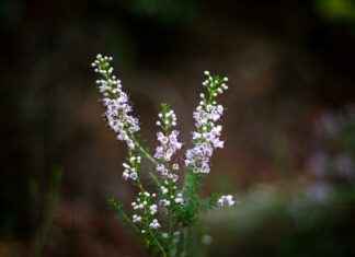 ¿Qué son los dilemas éticos? Ejemplos cotidianos y cómo resolverlos correctamente ¿Qué son los dilemas éticos? Ejemplos cotidianos y cómo resolverlos correctamente