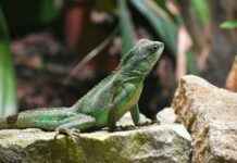 Los signos de puntuación – Guía completa para escribir de forma clara y precisa Los signos de puntuación – Guía completa para escribir de forma clara y precisa