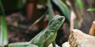 Los signos de puntuación – Guía completa para escribir de forma clara y precisa Los signos de puntuación – Guía completa para escribir de forma clara y precisa