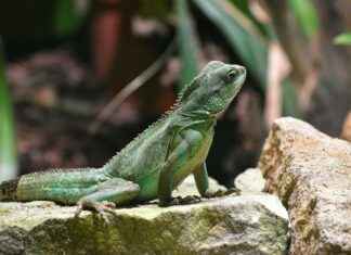 Los signos de puntuación – Guía completa para escribir de forma clara y precisa Los signos de puntuación – Guía completa para escribir de forma clara y precisa