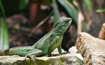 Los signos de puntuación – Guía completa para escribir de forma clara y precisa Los signos de puntuación – Guía completa para escribir de forma clara y precisa