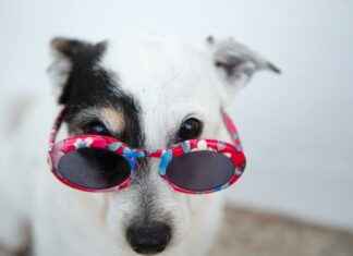 Jack Russell y Jack Russell Terrier – Diferencias entre Jack Russell y Jack Russell Terrier explicadas Jack Russell y Jack Russell Terrier – Diferencias entre Jack Russell y Jack Russell Terrier explicadas