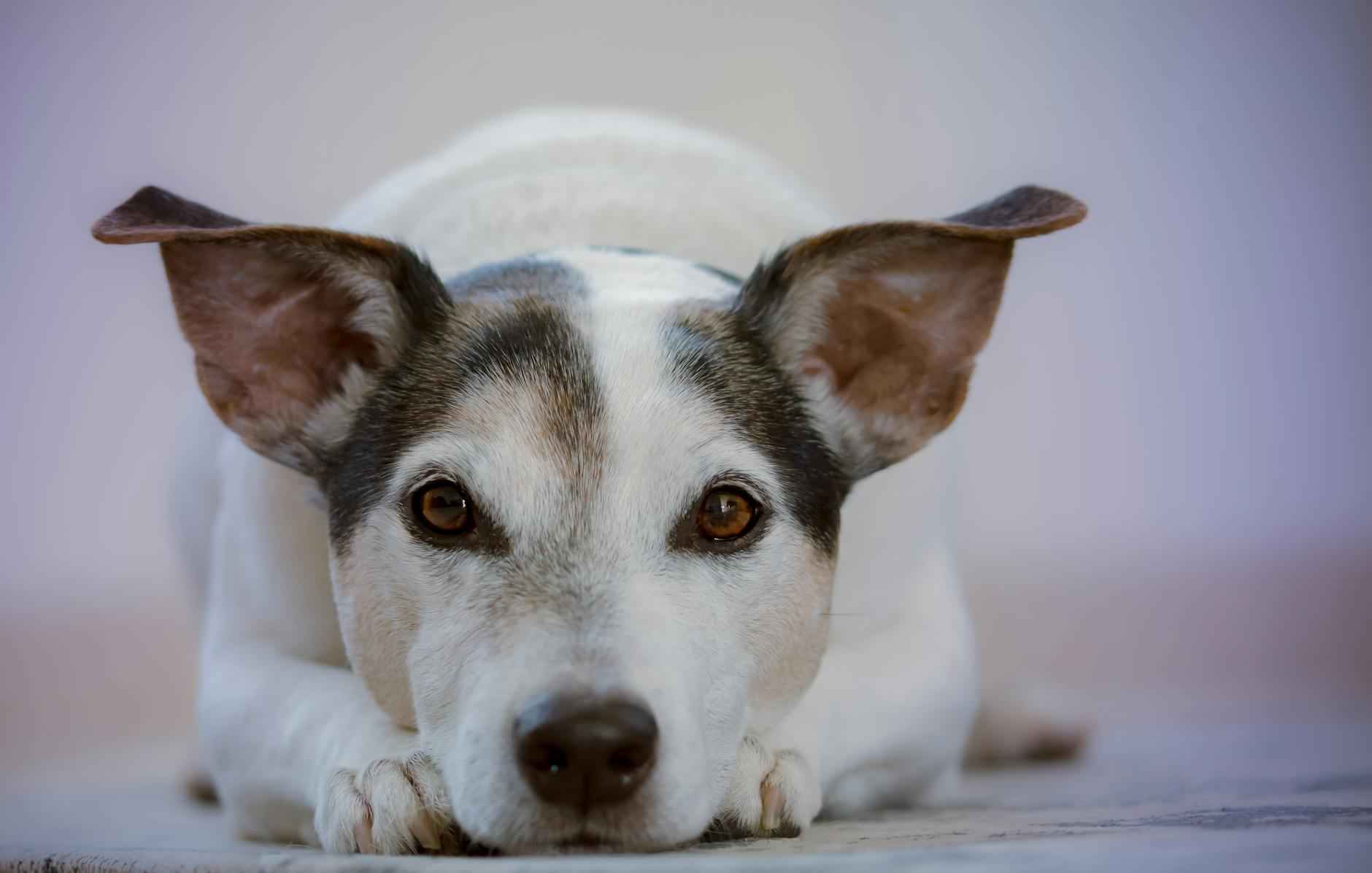¿Qué es un Jack Russell?