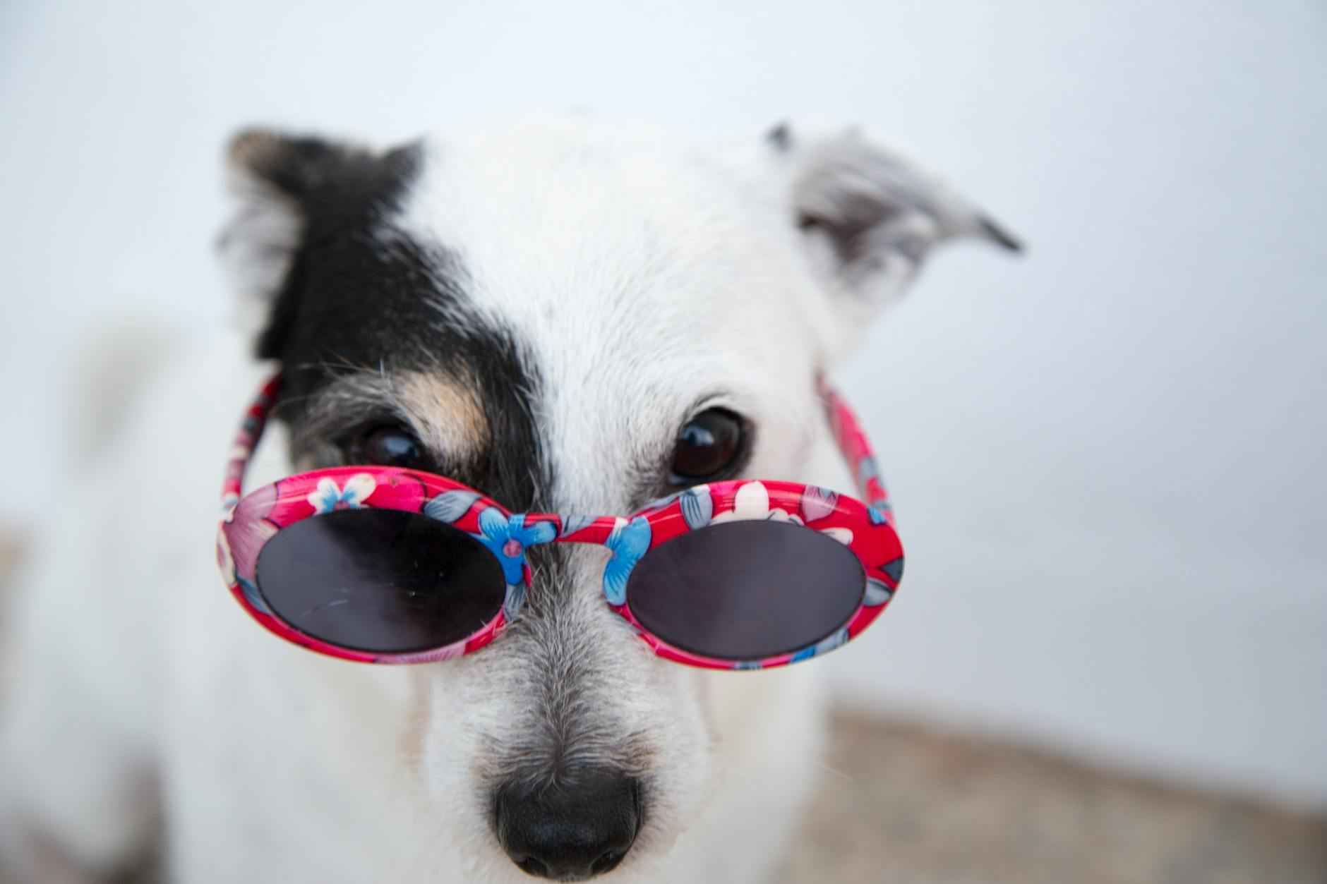 ¿Por qué elegir un Jack Russell o Jack Russell Terrier?
