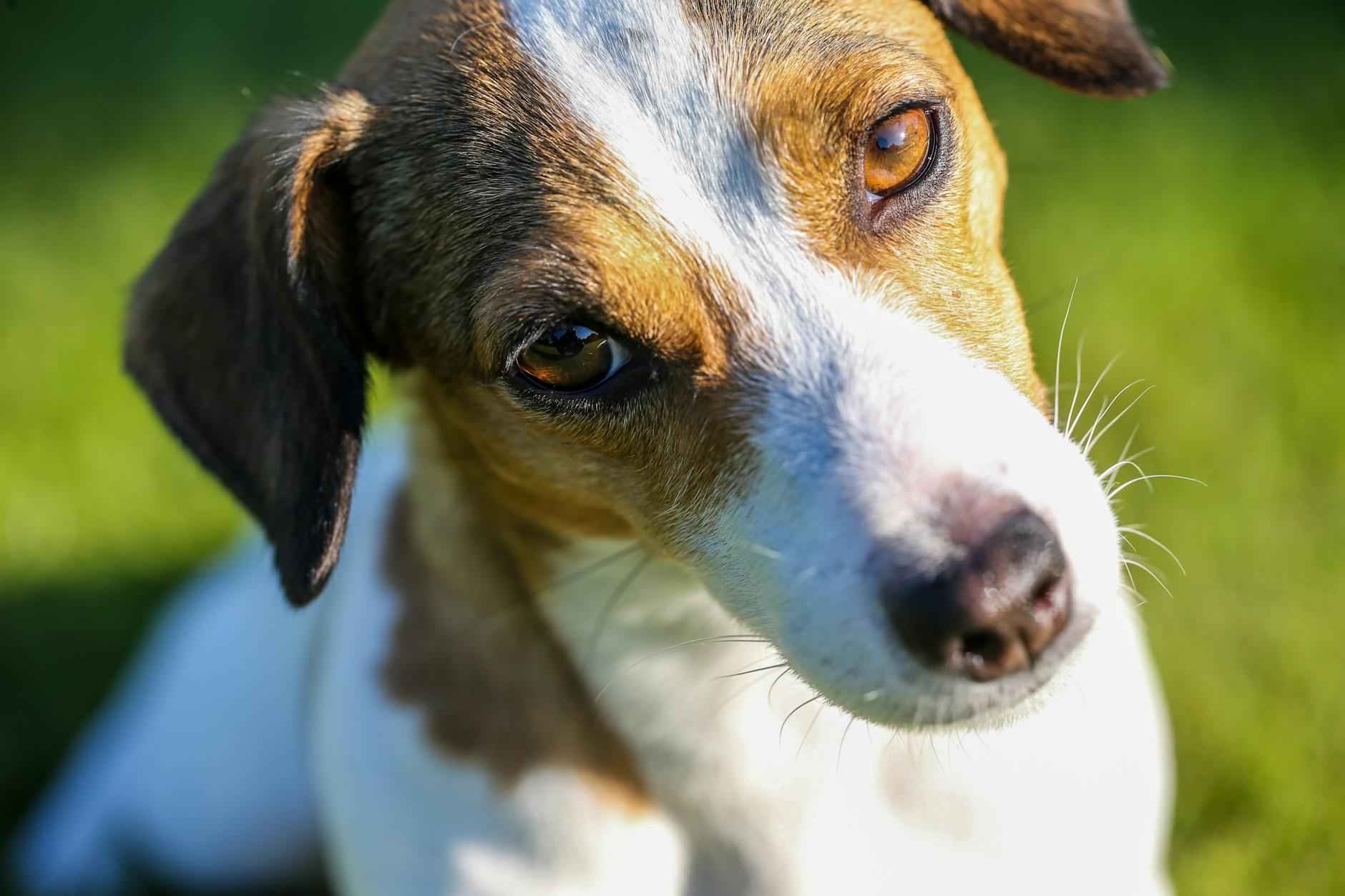 Diferencias entre Jack Russell y Jack Russell Terrier