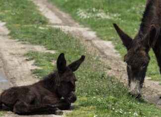 Elecciones Clave en Alineaciones de Atlético de Madrid contra Club Deportivo Leganés Elecciones Clave en Alineaciones de Atlético de Madrid contra Club Deportivo Leganés