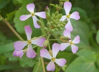 Khalil Mamoon – ¿Por qué la marca Khalil Mamoon es sinónimo de calidad en pipas de agua? Khalil Mamoon – ¿Por qué la marca Khalil Mamoon es sinónimo de calidad en pipas de agua?