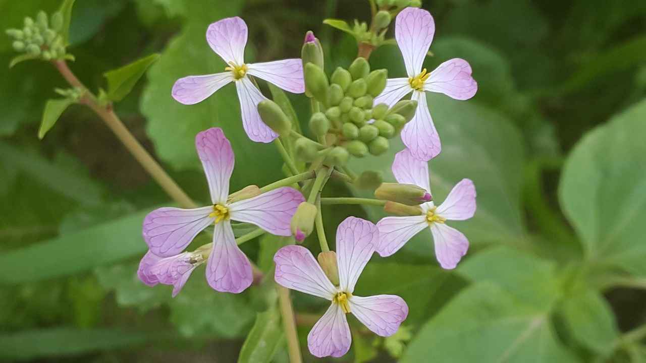 ¿Qué futuro tiene la marca Khalil Mamoon?
