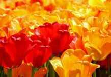 Lotería Nacional De Panamá Hoy: Sorteo, Horarios Y Números En Vivo Lotería Nacional De Panamá Hoy: Sorteo, Horarios Y Números En Vivo