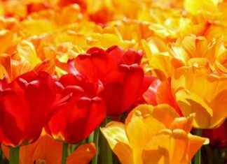 Lotería Nacional De Panamá Hoy: Sorteo, Horarios Y Números En Vivo Lotería Nacional De Panamá Hoy: Sorteo, Horarios Y Números En Vivo