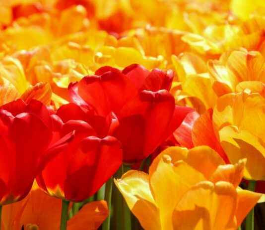 Lotería Nacional De Panamá Hoy: Sorteo, Horarios Y Números En Vivo Lotería Nacional De Panamá Hoy: Sorteo, Horarios Y Números En Vivo