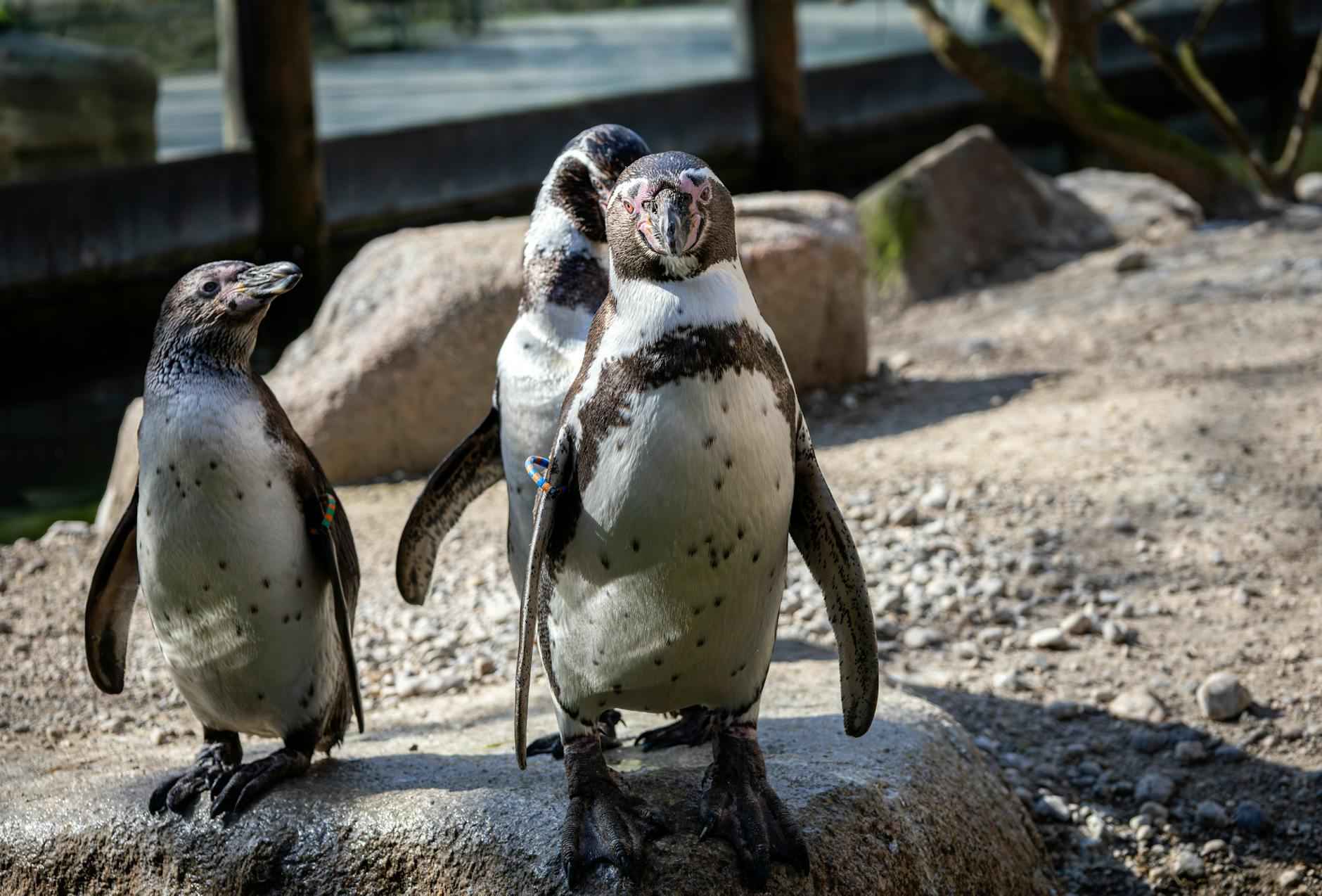 Match Lineup Leak: Alineaciones de Bayern contra Real Madrid 5 Posibles alineaciones del Real Madrid
