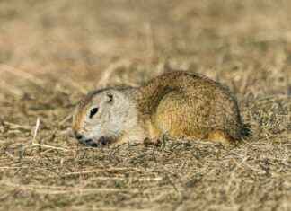 Mckinley Richardson Perfil de OnlyFans – ¿Tiene fotos o videos filtrados? Mckinley Richardson Perfil de OnlyFans – ¿Tiene fotos o videos filtrados? # Mckinley Richardson Perfil de OnlyFans – ¿Tiene fotos o videos filtrados?