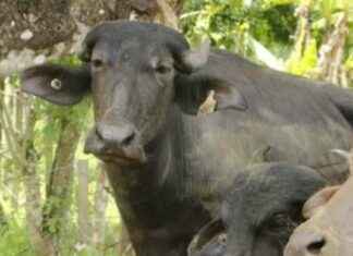 Mejora genética italiana para el hato bufalino en Panamá mejora-gentica-italiana-para-el-hato-bufalino-en-panam