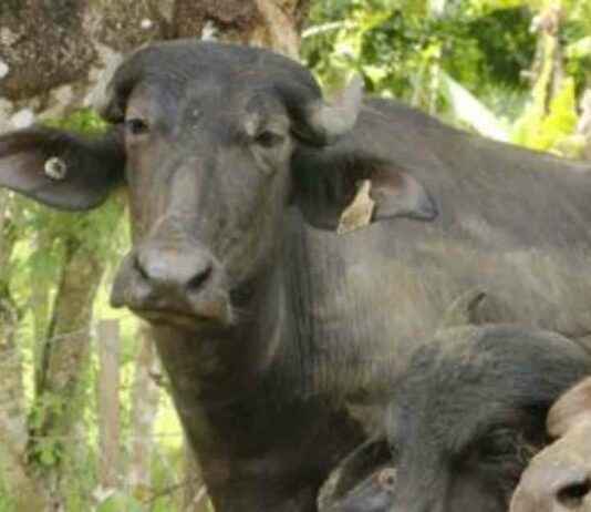 Mejora genética italiana para el hato bufalino en Panamá mejora-gentica-italiana-para-el-hato-bufalino-en-panam