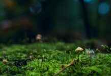 micotic – Qué es Micotic y cómo se usa para tratar infecciones fúngicas micotic – Qué es Micotic y cómo se usa para tratar infecciones fúngicas