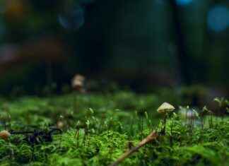 micotic – Qué es Micotic y cómo se usa para tratar infecciones fúngicas micotic – Qué es Micotic y cómo se usa para tratar infecciones fúngicas