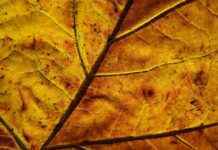 modelo webcam desde casa infowebcam.com – Lo que necesitas para trabajar desde tu habitación modelo webcam desde casa infowebcam.com – Lo que necesitas para trabajar desde tu habitación