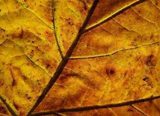 modelo webcam desde casa infowebcam.com – Lo que necesitas para trabajar desde tu habitación modelo webcam desde casa infowebcam.com – Lo que necesitas para trabajar desde tu habitación