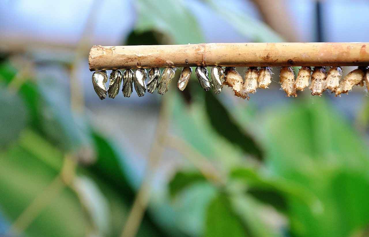 ¿Qué son las muñecas reborn?