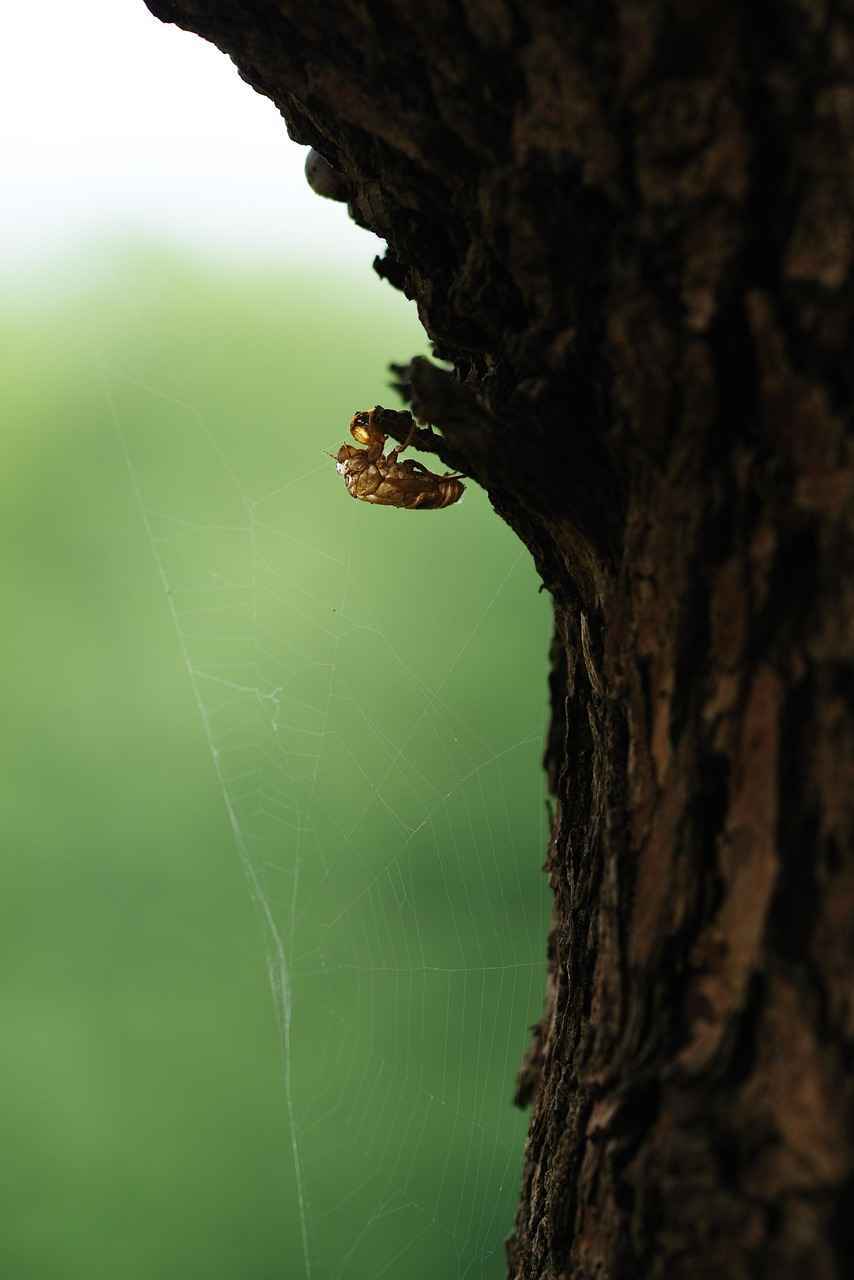 ¿Cómo cuidar adecuadamente las muñecas reborn?