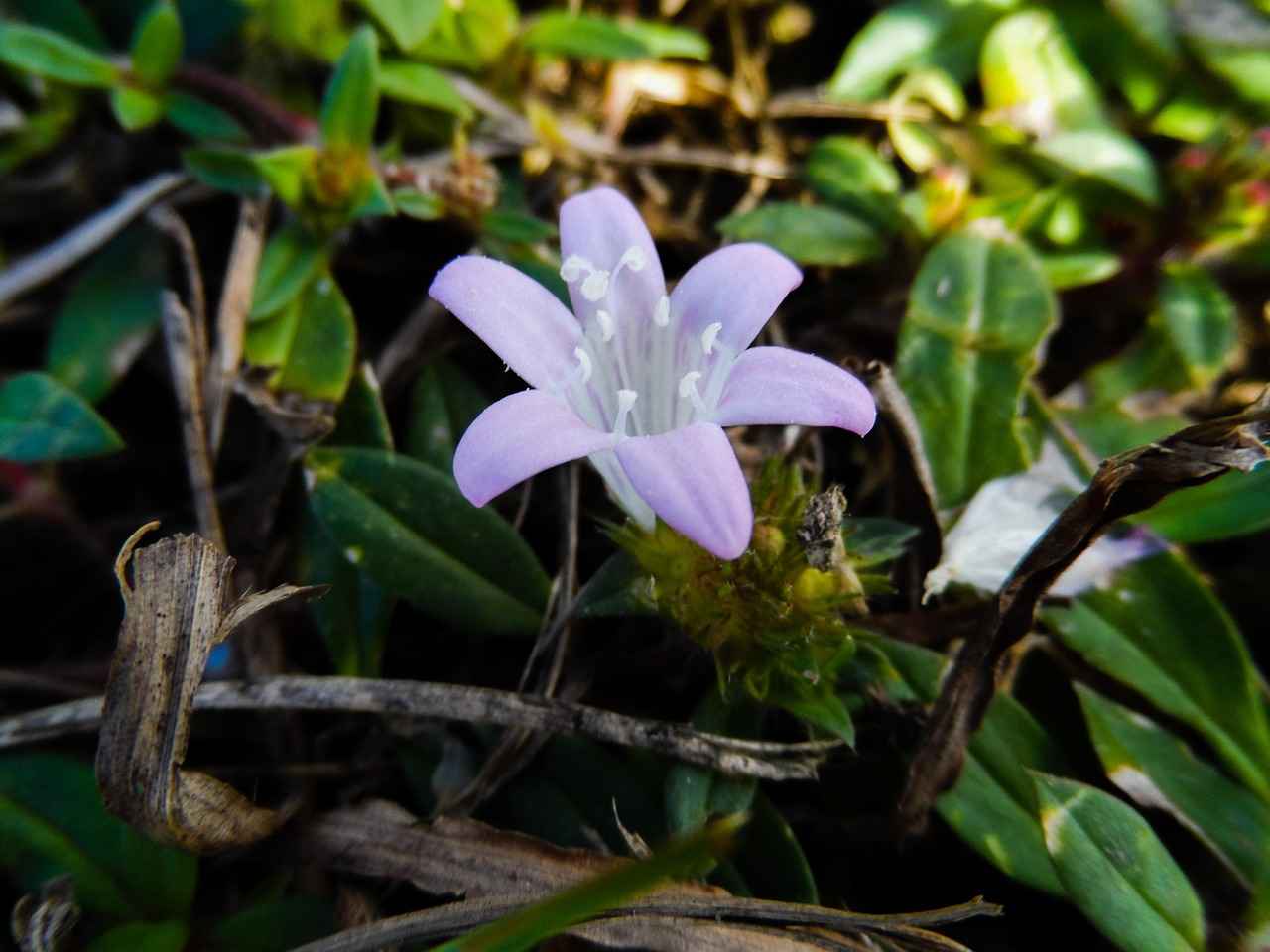 ¿Qué futuro tienen las muñecas reborn en el mercado?