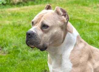 pit pit bike – Guía completa sobre las pit bikes: todo lo que necesitas saber pit pit bike – Guía completa sobre las pit bikes: todo lo que necesitas saber