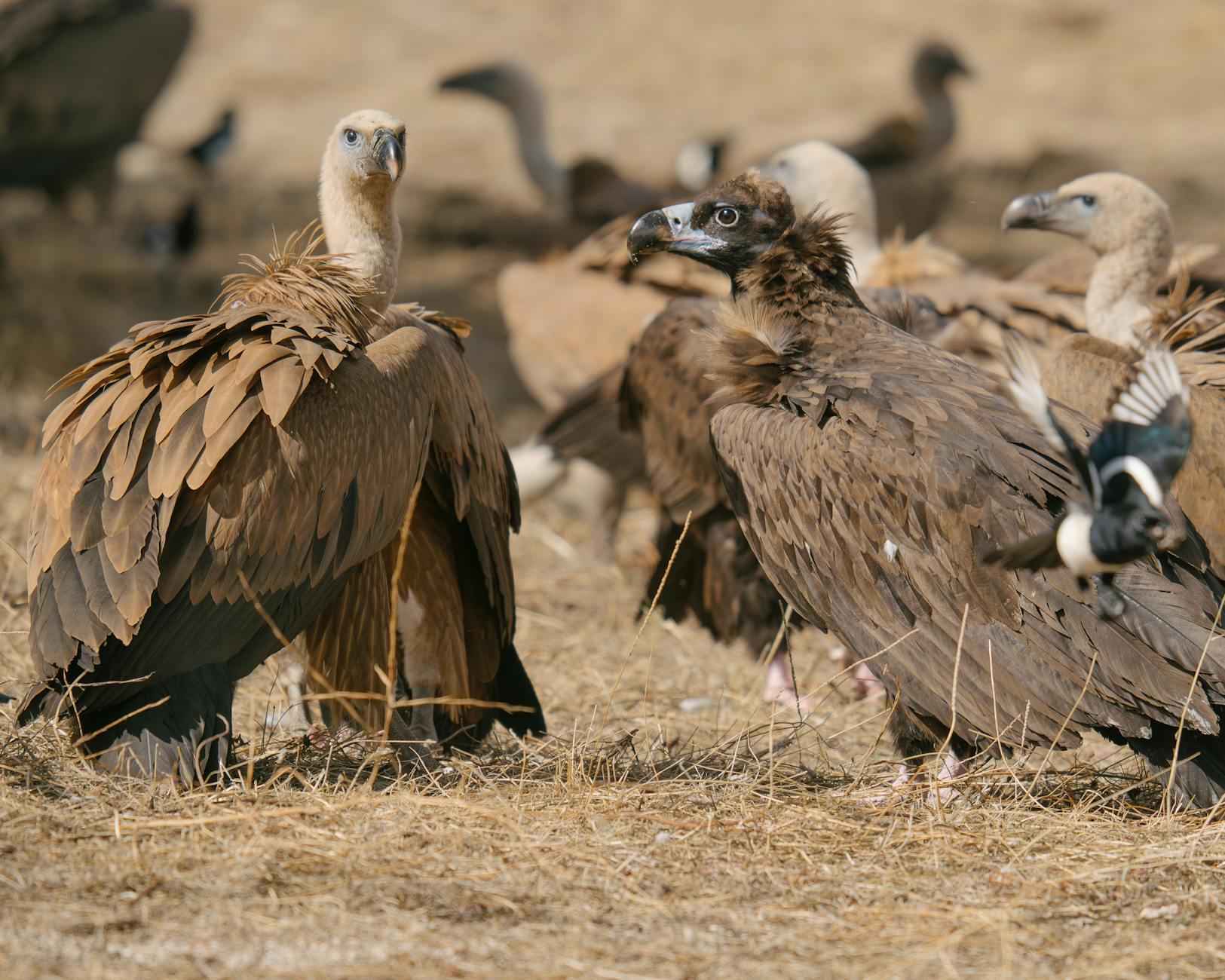 Perspectivas Futuras del Córdoba CF