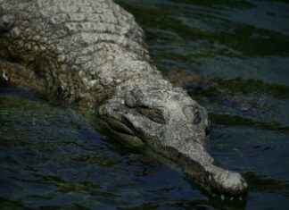 Predicted Alineaciones de Valencia C. F. contra Fútbol Club Barcelona Revealed Predicted Alineaciones de Valencia C. F. contra Fútbol Club Barcelona Revealed # Predicted Alineaciones de Valencia C. F. contra Fútbol Club Barcelona Revealed