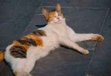 ¿Qué tipos de contenido se publican en OnlyFans? Ejemplos populares y tendencias ¿Qué tipos de contenido se publican en OnlyFans? Ejemplos populares y tendencias