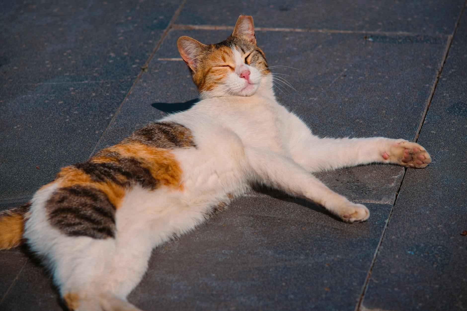 Conclusiones sobre el contenido en OnlyFans