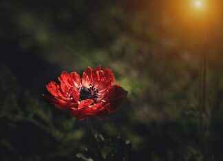 Red Label – Descubre por qué Red Label es la bebida premium que debes probar Red Label – Descubre por qué Red Label es la bebida premium que debes probar