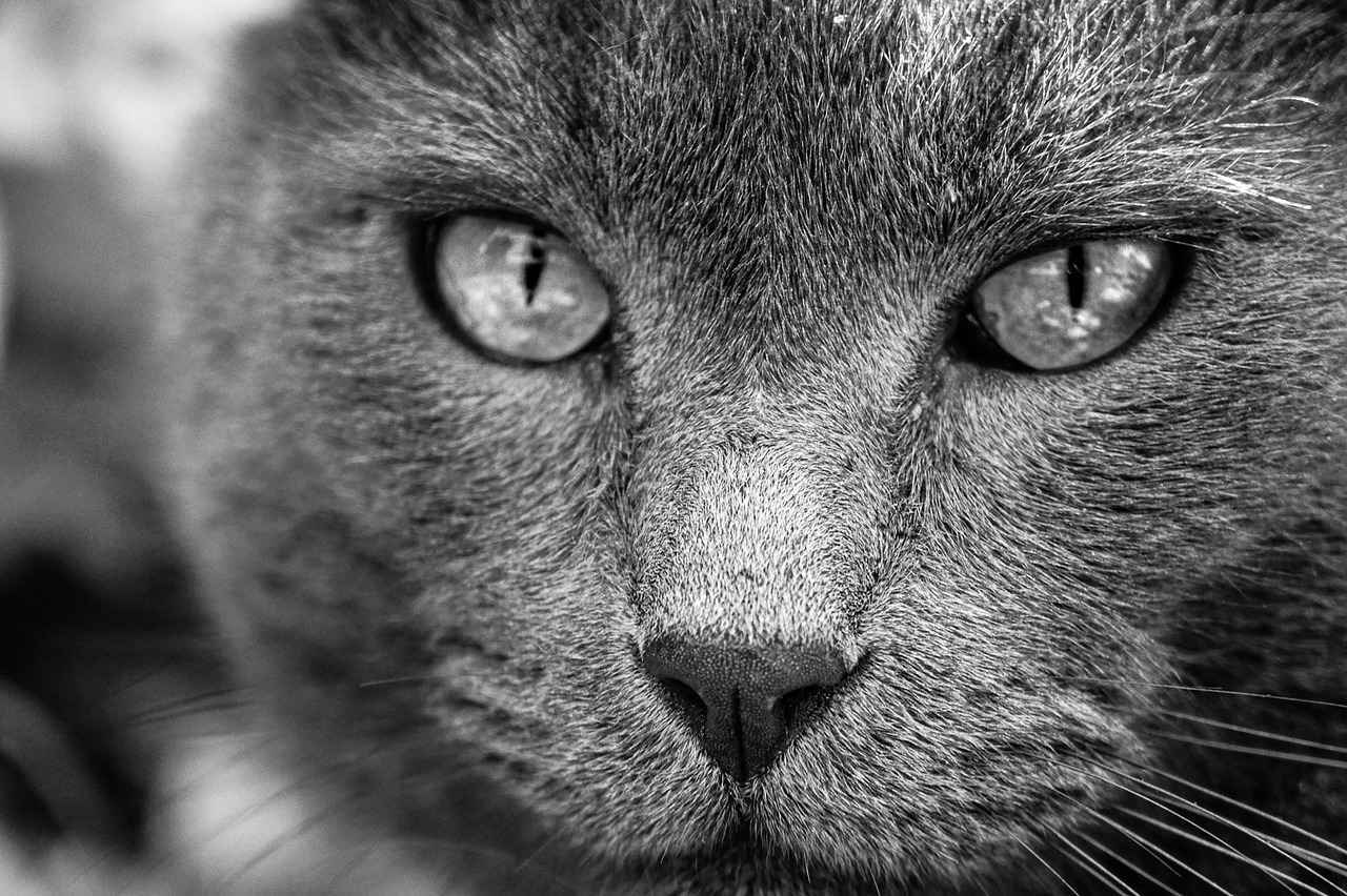 ¿Qué papel juega el entrenador en la alineación del R.C.D. Mallorca?