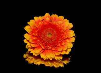 yucca – Beneficios de la planta de yucca para la salud y el cuidado de la piel yucca – Beneficios de la planta de yucca para la salud y el cuidado de la piel