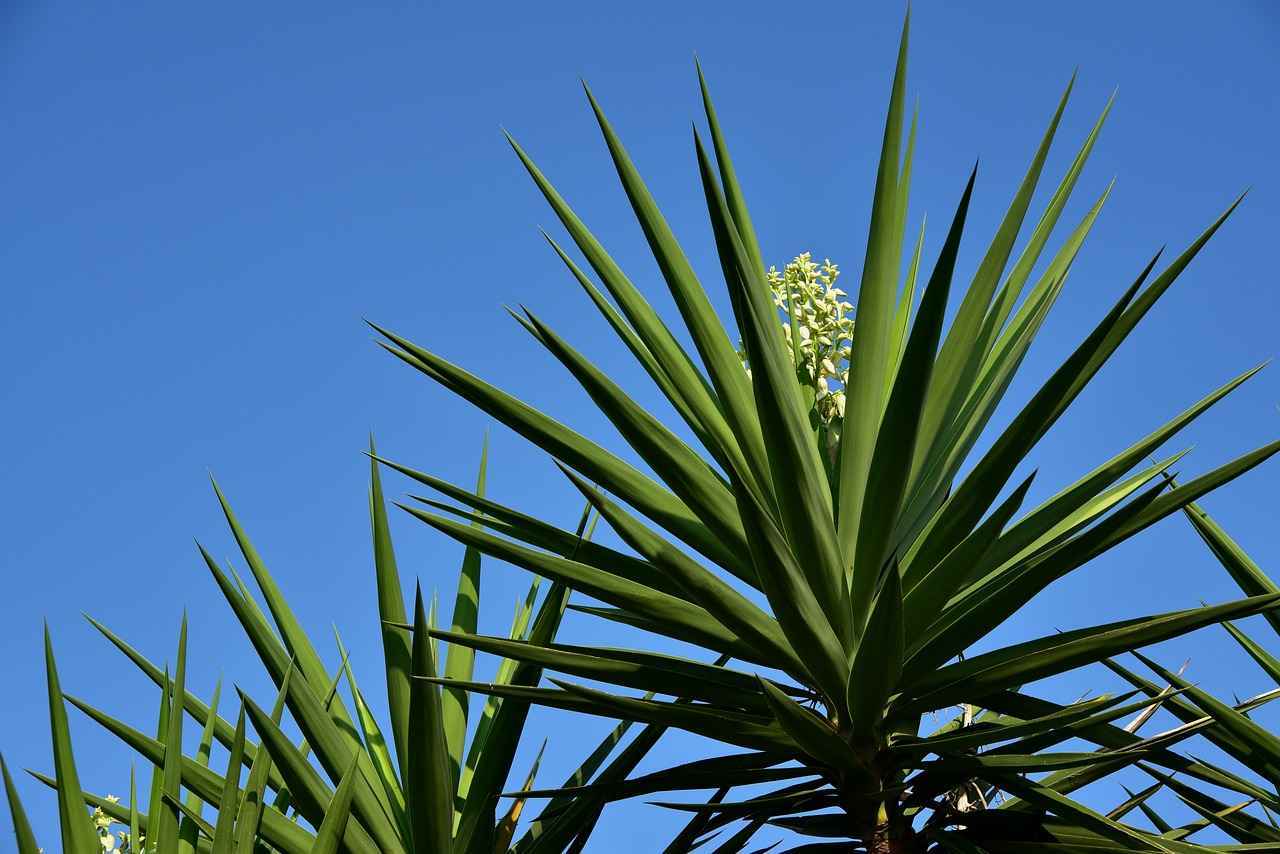 yucca – Beneficios de la planta de yucca para la salud y el cuidado de la piel 1 ¿Qué es la yucca y de dónde proviene?
