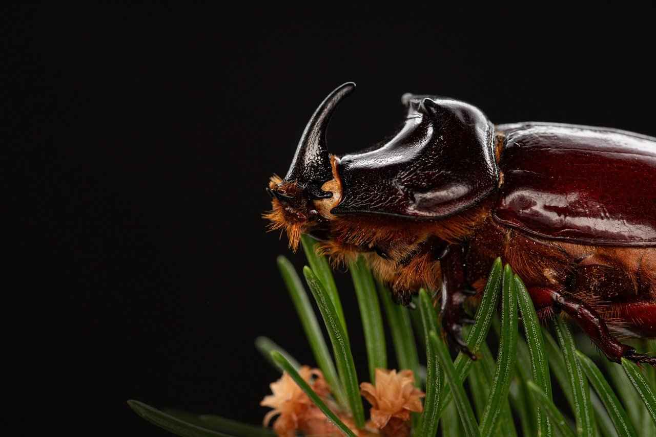 yucca – Beneficios de la planta de yucca para la salud y el cuidado de la piel 2 ¿Cuáles son los nutrientes clave de la yucca?