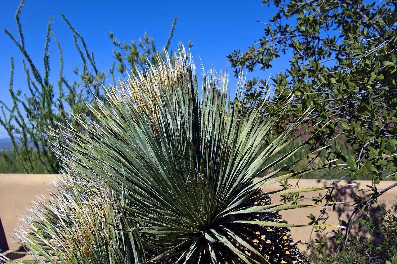 yucca – Beneficios de la planta de yucca para la salud y el cuidado de la piel 6 ¿Qué beneficios aporta la yucca a la salud del cabello?