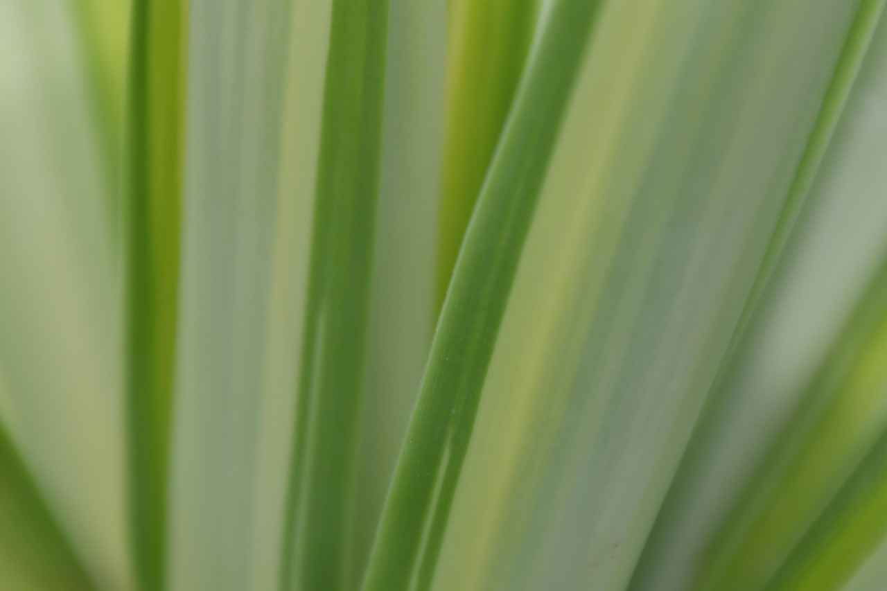 yucca – Beneficios de la planta de yucca para la salud y el cuidado de la piel 8 ¿Cómo se puede consumir la yucca?