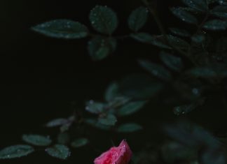 Anuncios Veraguas: Descubre Las Oportunidades Que No Conocías