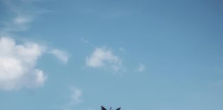 Autoridad Nacional De Aduanas: ¿Cómo Afecta Tu Comercio? Noticias de Panamá