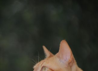 Mida: ¿Cuál Es Su Impacto En Tu Salud Y Bienestar? Descúbrelo Aquí