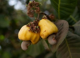 wwwpanamasolidario.gob.pa Bono: ¿Cómo Acceder a Este Beneficio?