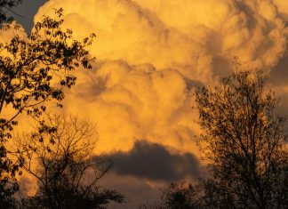 Copa De Oro 2023: ¿Quién Será El Campeón Este Año?