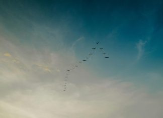 Merca Panamá: Descubre Las Mejores Ofertas Que No Puedes Perder