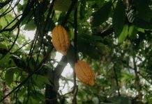 Servicio Nacional De Migración: Descubre Todo Lo Que Necesitas Saber