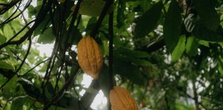 Servicio Nacional De Migración: Descubre Todo Lo Que Necesitas Saber Noticias de Panamá