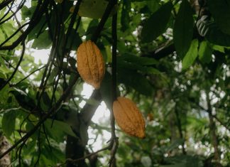 Servicio Nacional De Migración: Descubre Todo Lo Que Necesitas Saber