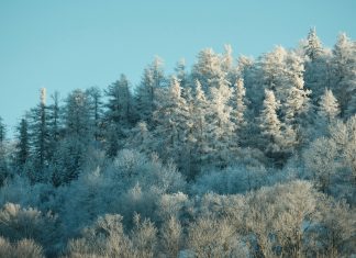 Claro Panamá: Descubre Servicios Sorprendentes Para Ti